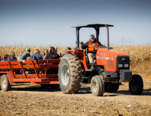 Your pumpkin patch was quite impressive.