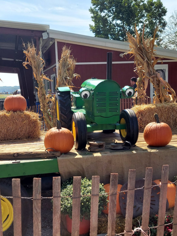 are dogs allowed at carolyns pumpkin farm