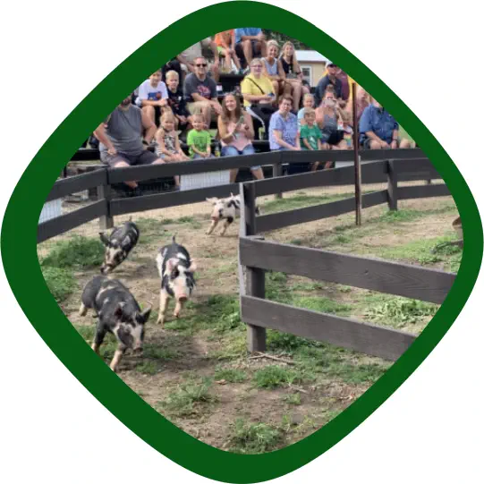 Uncle Lester’s Pig Races at Carolyn's Pumpkin Patch